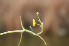 Utricularia australis